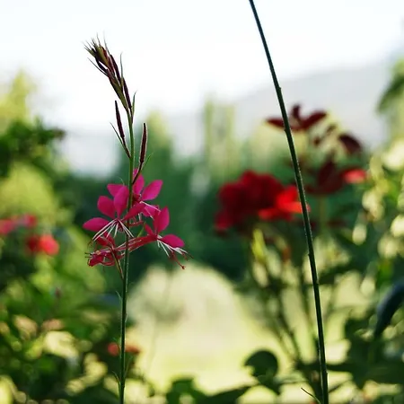 アパート To Spiti - Pelion House